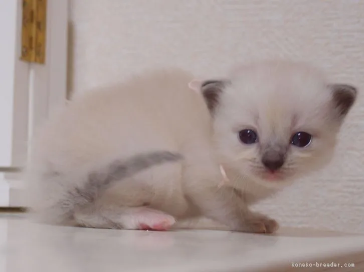 ID:1609-00131の子猫