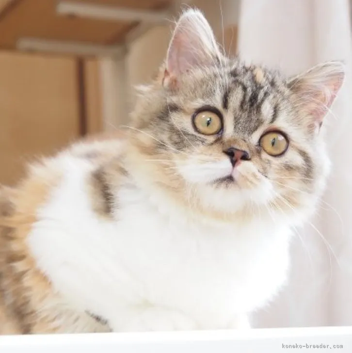 ID：2305-01362の子猫
