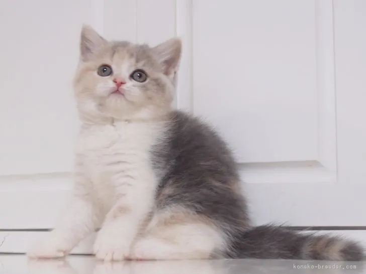 ID：1705-00837の子猫