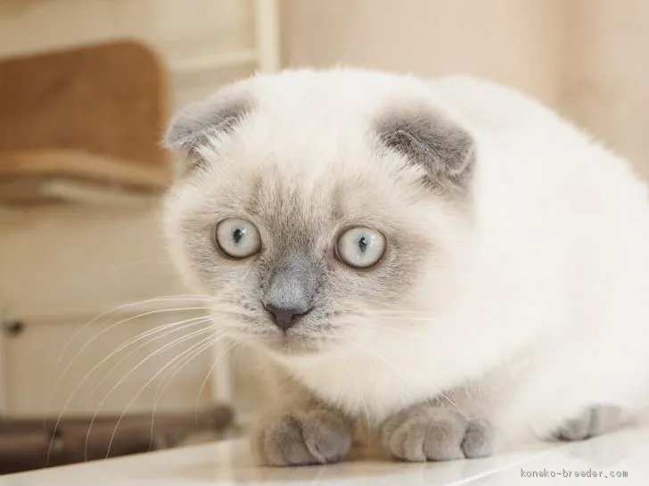 ID：2101-01290の子猫