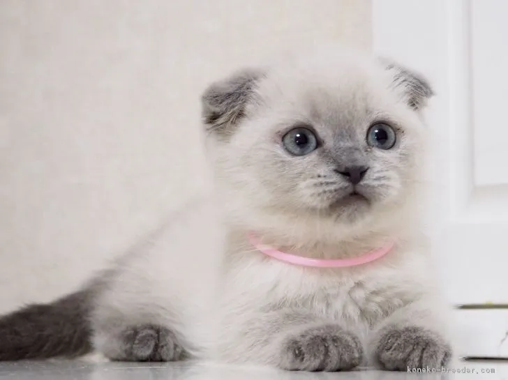 ID：1712-00232の子猫