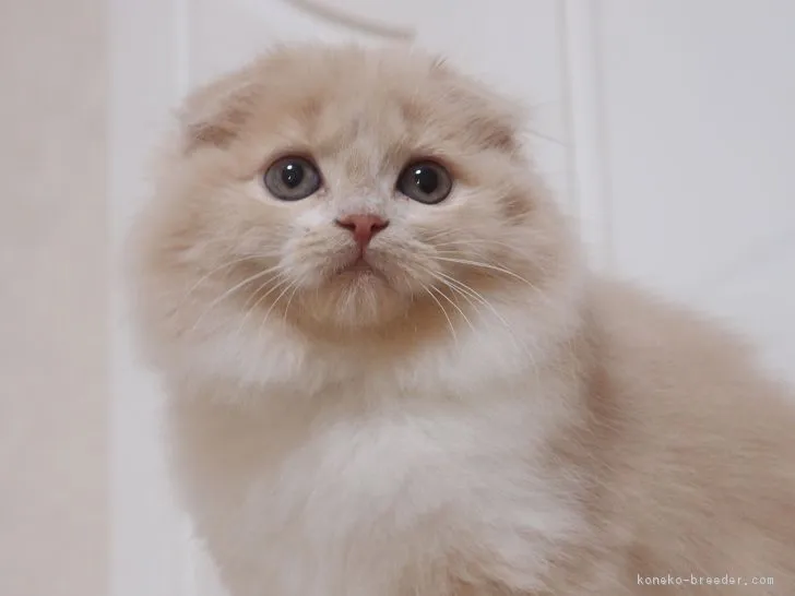 ID:1703-00253の子猫