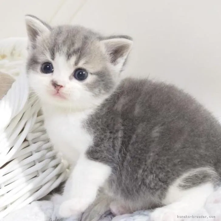 ID：2208-02672の子猫