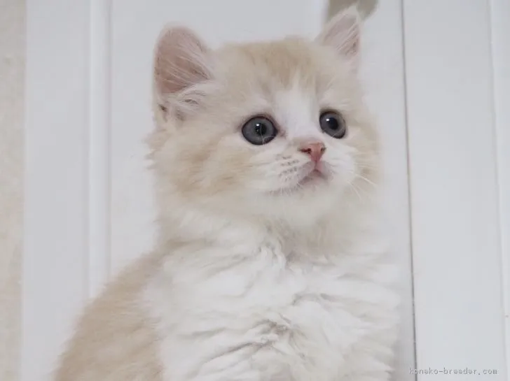 ID：1709-00881の子猫