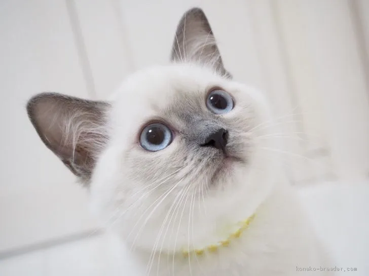 ID:1904-01705の子猫