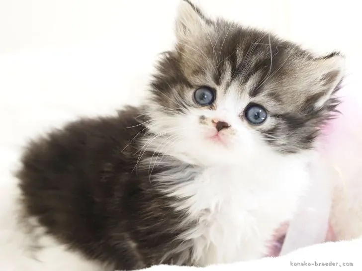 ID：2204-00920の子猫