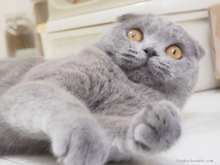ひとし 様のお迎えした子猫