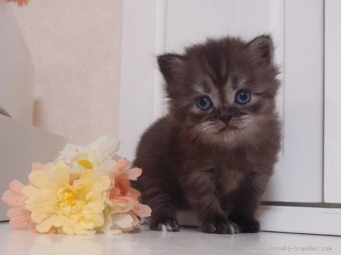 ID：1510-00364の子猫