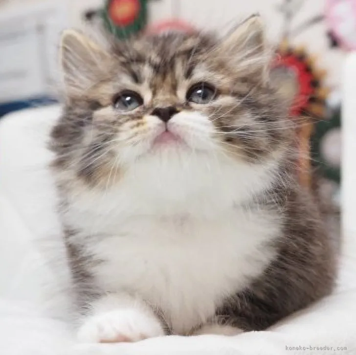 ID：2311-01780の子猫