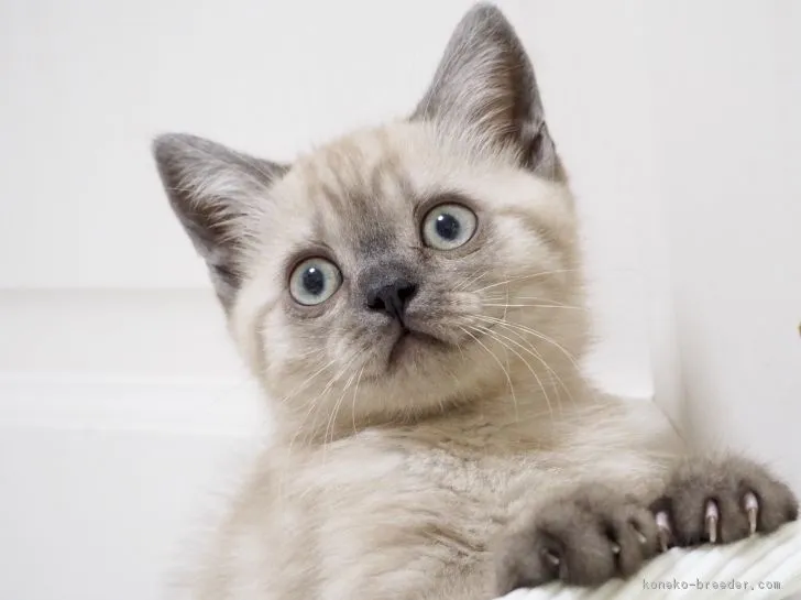ID:1902-00250の子猫