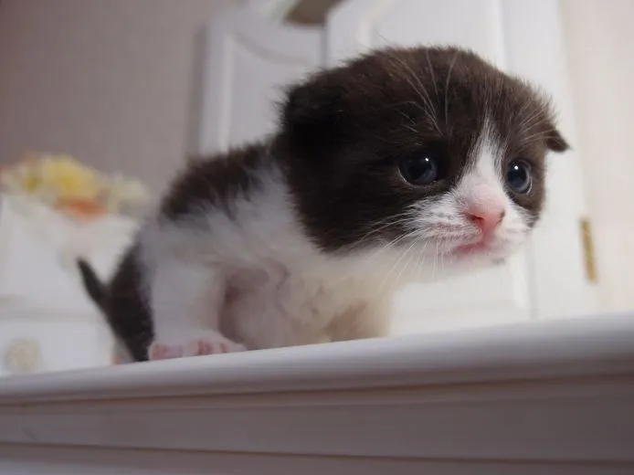 ID：1502-00191の子猫