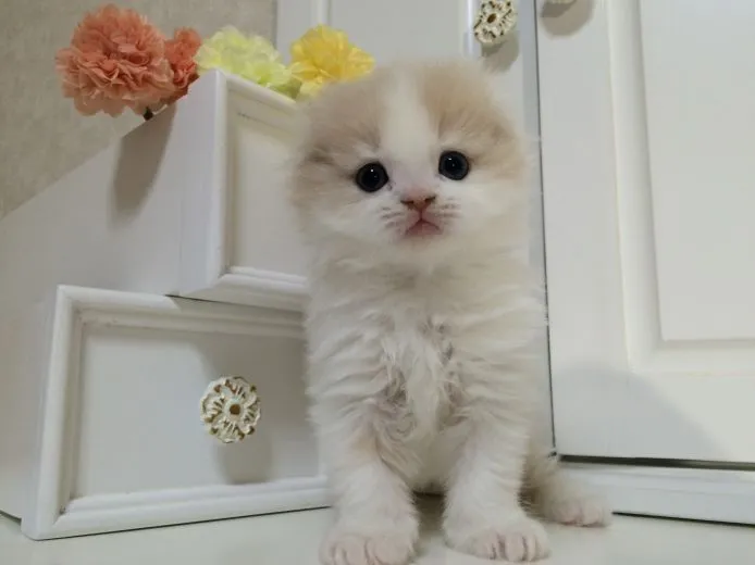 ID：1501-00258の子猫