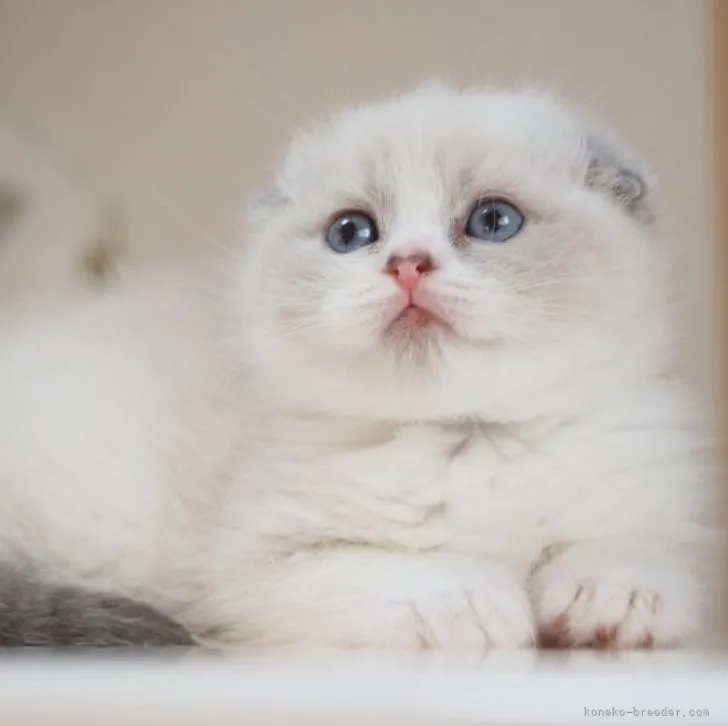 ID:2305-00398の子猫
