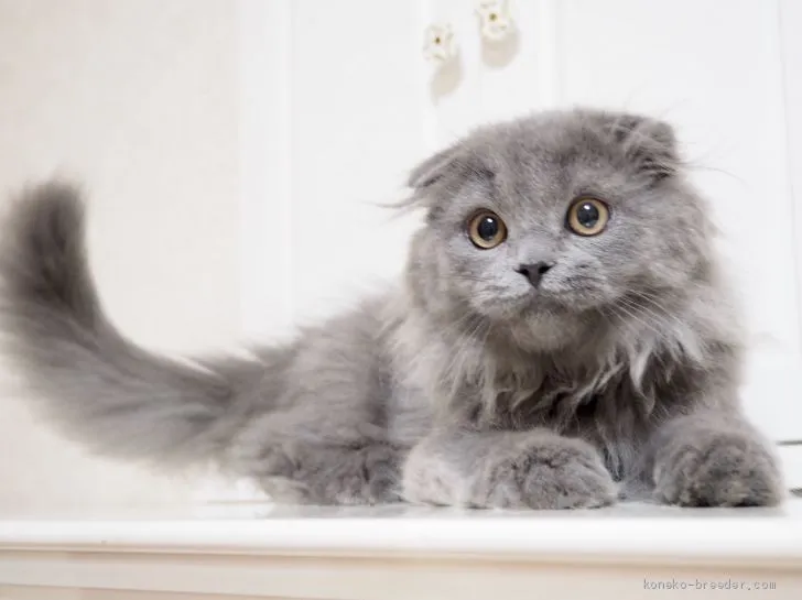 ID：1905-01384の子猫