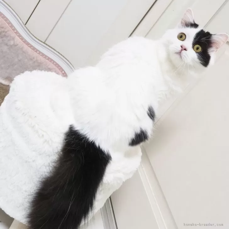 ID:2406-00359の子猫