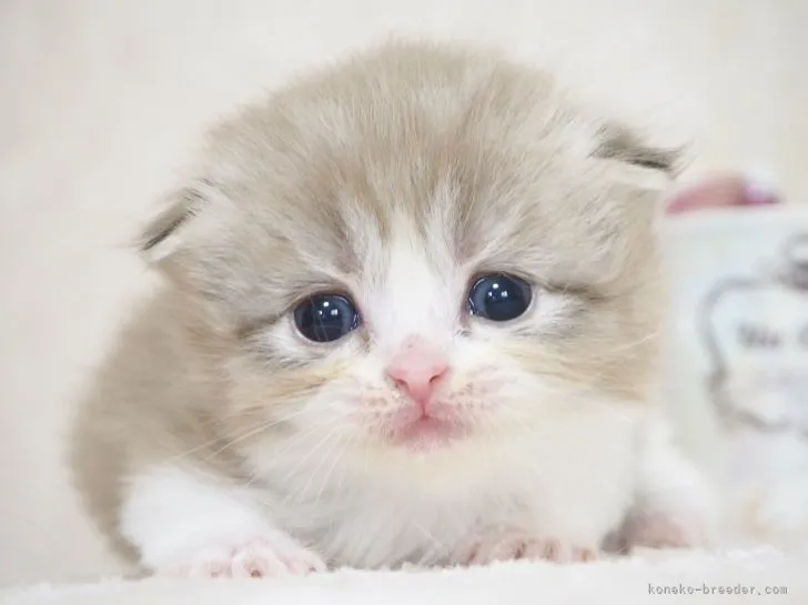 ID:2108-00180の子猫