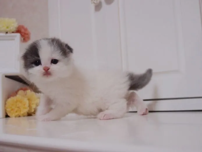 ID：1503-00420の子猫