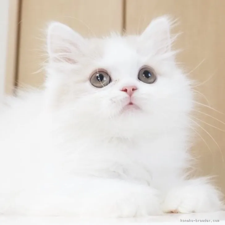 ID:2308-01404の子猫