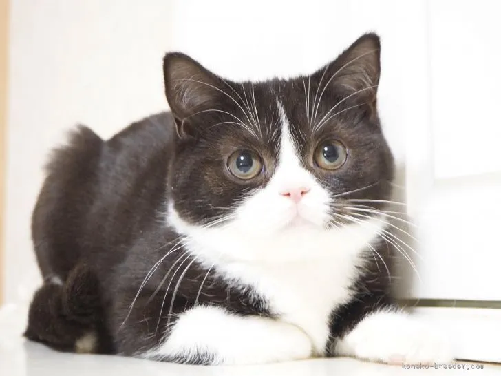 ID:2101-01537の子猫