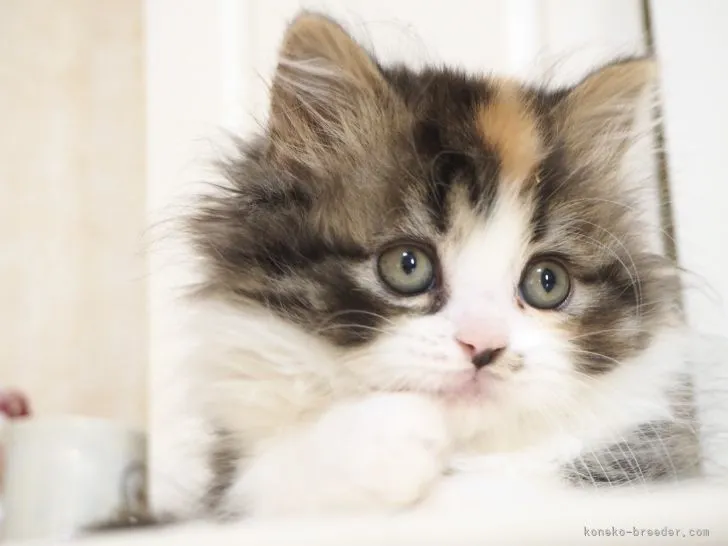 ID：2106-00788の子猫