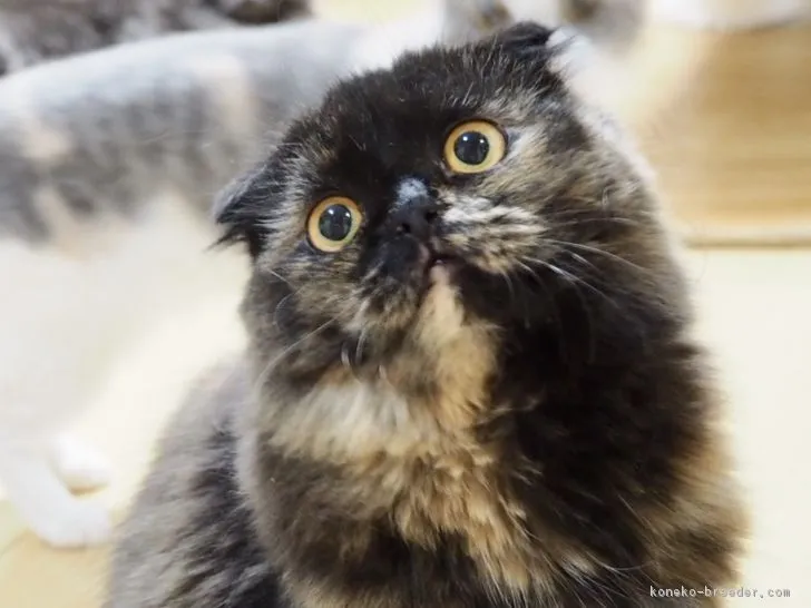 ID：1704-00569の子猫