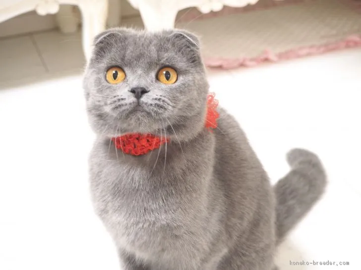 ID：2001-00094の子猫