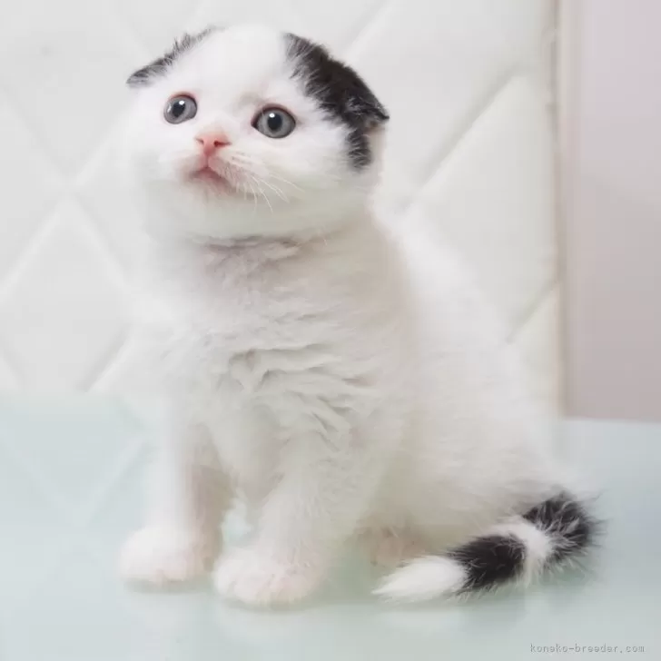 ID：2401-01638の子猫