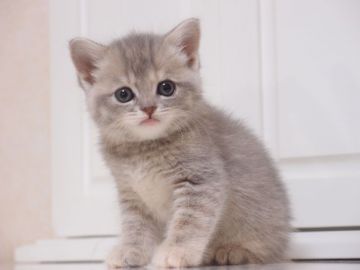 スコティッシュストレート【千葉県・男の子・2017年4月9日・ブルークラシックタビー（ショート）】の写真「元気いっぱいで甘えん坊な男の子♪」