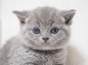 ブリティッシュショートヘア【千葉県・女の子・2018年2月14日・ブルー（ショート）】の写真「お顔が丸く、厚みのあるふかふかコートの女の子♪」