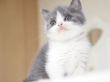 スコティッシュストレート【千葉県・女の子・2022年3月22日・ブルー&ホワイト（ショートヘア）】の写真「女の子らしいキュートなお顔立ち、性格も良い子です♪」