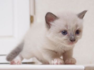 ラグドール【千葉県・女の子・2017年7月3日・ブルーポイントミテッド（ロング）】の写真「美人さんになりそうな寂しがり屋さんの女の子♪」