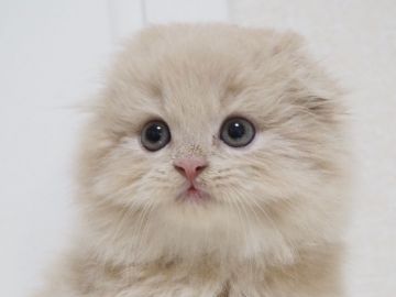 スコティッシュフォールド(折れ耳)【千葉県・男の子・2017年8月18日・クリーム（ロング）】の写真「お耳が綺麗に折れた男の子♪成長が楽しみです。」