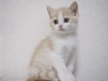 スコティッシュストレート【千葉県・男の子・2018年2月14日・クリームマッカレルタビー&ホワイト（ショート）】の写真「垂れ目が可愛いバレンタイン生まれの男の子(^^)」