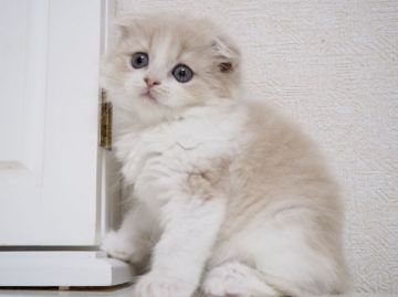 スコティッシュフォールド(折れ耳)【千葉県・男の子・2018年5月22日・クリームクラシックタビー&ホワイト（ロング）】の写真「ベビーフェイスで可愛らしいぼくです♪」