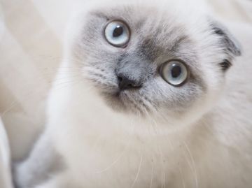 スコティッシュフォールド(折れ耳)【千葉県・男の子・2017年10月28日・ブルーポイント（ショート）】の写真「ブルーアイが美しいポイントカラーの男の子♪」