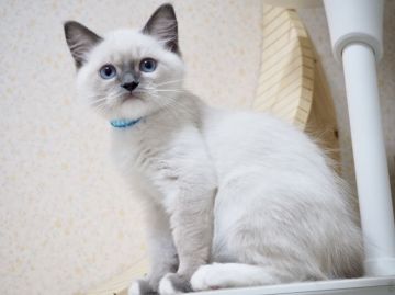 ラグドール【千葉県・男の子・2019年1月4日・ブルーポイントミテッド（ロング）】の写真「小さく生まれましたが、生命力溢れる男の子です^^」