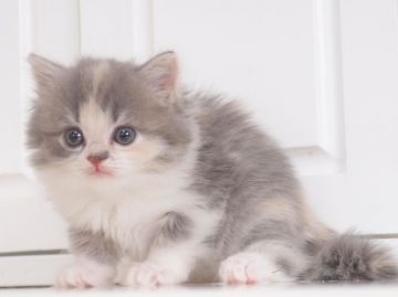 スコティッシュストレート【千葉県・女の子・2017年3月16日・ブルークラシックトービー&ホワイト（ロング）】の写真「お目目が大きく女の子らしいお顔です(*^^*)」