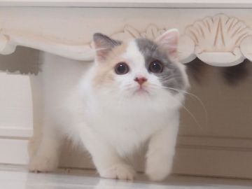 スコティッシュフォールド(折れ耳)【千葉県・女の子・2017年3月16日・ブルートーティ&ホワイト(ダイリュートキャリコ)（ロング）】の写真「甘えん坊さんで元気いっぱいの女の子♪」