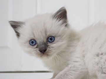 ラグドール【千葉県・女の子・2018年3月14日・ブルーポイントミテッド（ロング）】の写真「綺麗なアイカラーで、愛嬌たっぷりの女の子(^^)」