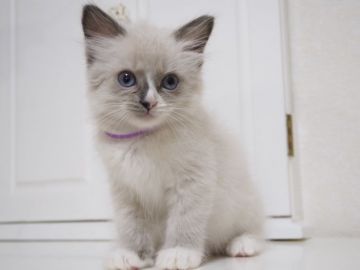 ラグドール【千葉県・女の子・2017年7月3日・ブルーポイントミテッド（ロング）】の写真「女の子らしさ満点、個性的な柄の甘えん坊さん♪」