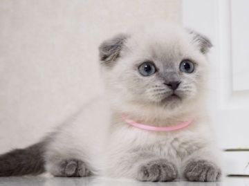 スコティッシュフォールド(折れ耳)【千葉県・女の子・2017年10月28日・ブルーポイント（ショート）】の写真「両親外産、女の子ですが骨格がしっかりしています♪」