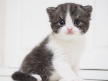 スコティッシュストレート【千葉県・女の子・2017年7月21日・ブラックシルバーマッカレルタビー&ホワイト（ショート）】の写真「つぶらな瞳が可愛い女の子です♪」