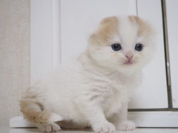 スコティッシュフォールド(折れ耳)【千葉県・男の子・2017年10月17日・レッドクラシックタビー&ホワイト（ロング）】の写真「垂れ目で少しおっとりした可愛い男の子♪」