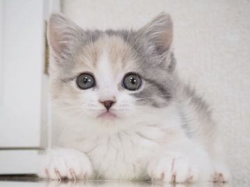 スコティッシュストレート【千葉県・女の子・2018年4月1日・ブルートーティ&ホワイト(ダイリュートキャリコ)（ショート）】の写真「甘えん坊さんで、マイペースな性格の女の子(^^)」