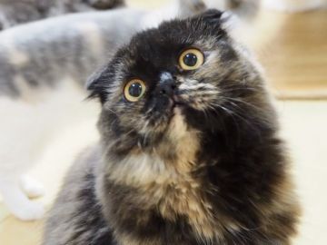 スコティッシュフォールド(折れ耳)【千葉県・女の子・2017年3月20日・ブラックトーティ（ロング）】の写真「ふくろうみたいなお顔でおっとりした女の子♪」