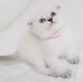 スコティッシュフォールド(折れ耳)【千葉県・女の子・2024年7月8日・シールタビーポイント】の写真1