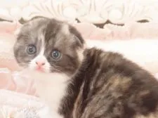スコティッシュフォールド(折れ耳)【千葉県・女の子・2017年3月31日・ブラックシルバークラシックトービー&ホワイト】の写真1