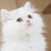 スコティッシュストレート【千葉県・男の子・2023年5月25日・クリームクラシックタビー&ホワイト】の写真1