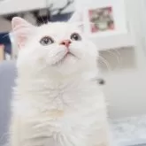 スコティッシュストレート【千葉県・男の子・2024年1月25日・レッドシルバーマッカレルタビー】の写真1「綺麗なグリーンアイです♪」