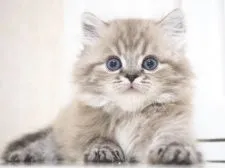 スコティッシュストレート【千葉県・男の子・2020年2月9日・シールミンククラシックタビー】の写真1